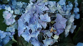 繡球,花,hortensis