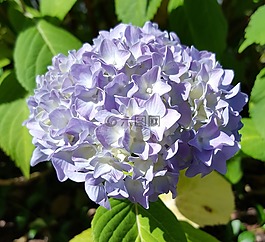 花,性質,廠