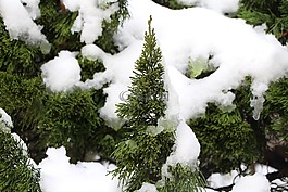 冬季,雪,木材