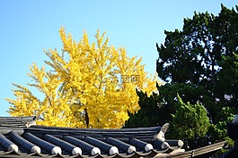 银行叶,黄色,大韩民国