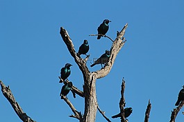鳥,非洲,野生動物園