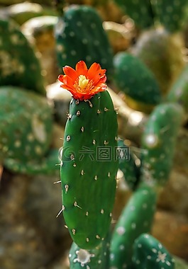 仙人掌,花,邱園