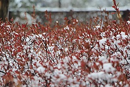 冬季,雪,木材