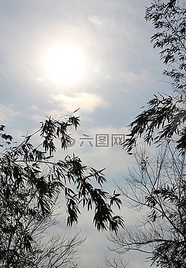 天空,竹,景觀