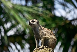 貓鼬,動物,野生動物
