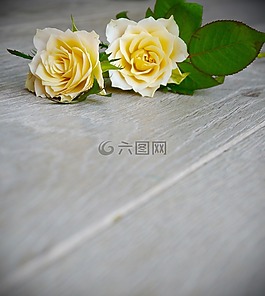 玫瑰,束玫瑰,花束