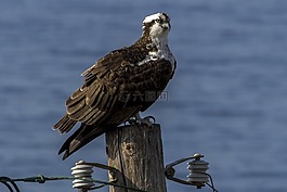 魚鷹,鳥,鷹