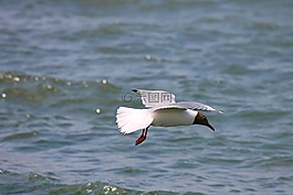 嘴鷗,海鷗,飛行