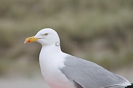 海鷗,澤福格爾,水禽