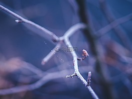 霜,冷,冬天
