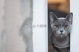 動(dòng)物,可愛,貓
