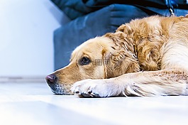 狗,金毛尋回犬,寵物