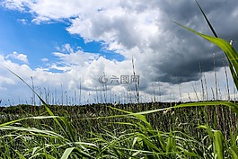 云,蘆葦,湖