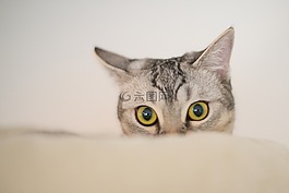 動物,可愛,貓