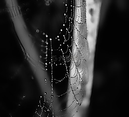 卷筒紙,露,早晨