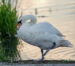 天鵝,白,上午