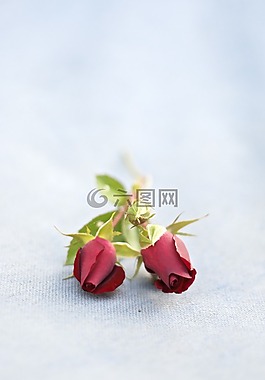 花,粉色,宏