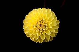 花,黃色,大麗花