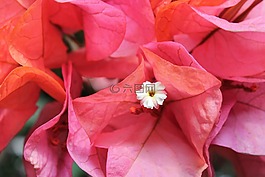 自然,春,花