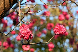 自然,春,水華