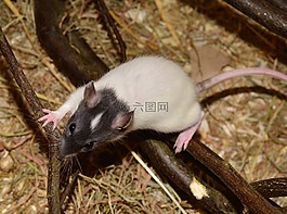 大鼠,動(dòng)物,嚙齒動(dòng)物