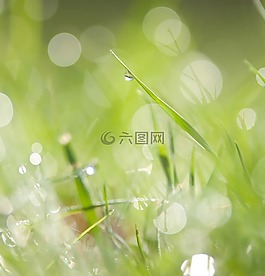草甸,草坪,草
