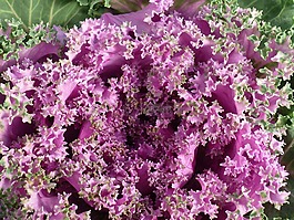 观赏蔬菜,蔬菜工厂,粉红色