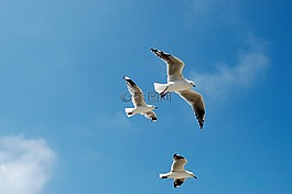 海鷗,天空,藍(lán)色