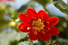 開花,花,橙