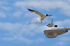 鳥,海,海鳥