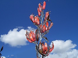 phormium tenax,亞麻,harakeke