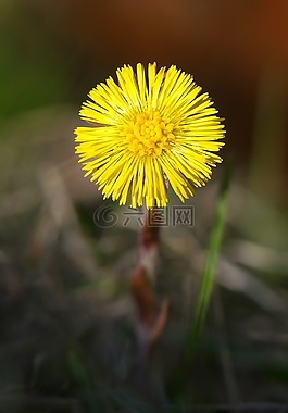款冬,花,春天