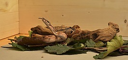 蛇,boa,大蟒蛇大將軍