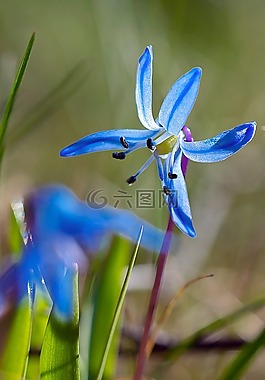 花,性質(zhì),藍(lán)色
