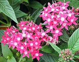粉紅色這次,五,鮮花