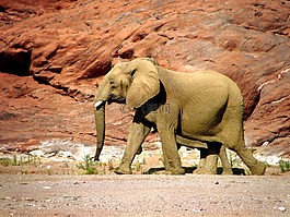 象,野生動物,堅韌