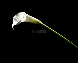 卡拉,鮮花,植物