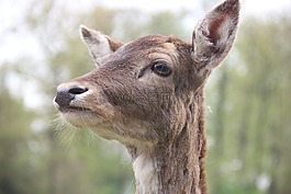 獐鹿,關(guān)閉,野生動物攝影