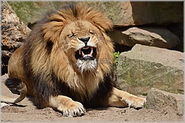 獅子,母獅,野生動物