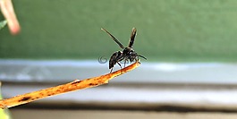 昆虫,自然的动物界,anisoptera