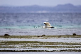 白鷺,小白鷺,鳥