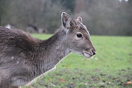 獐鹿,从侧面,kitz