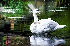 天鵝,自然,鳥