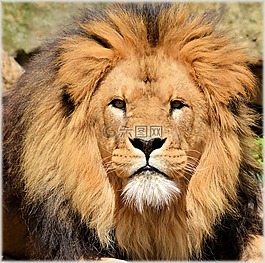 獅子,母獅,野生動物