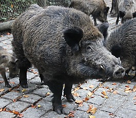 公豬,野生,野生動物公園
