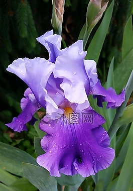 花,剑兰,紫色