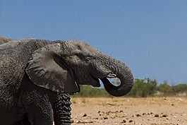 象,動物,野生