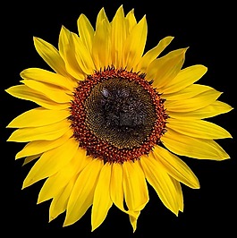 太陽(yáng)花,孤立,花