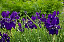 虹膜,鮮花,花園