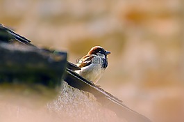 飛行員,鳥,飛